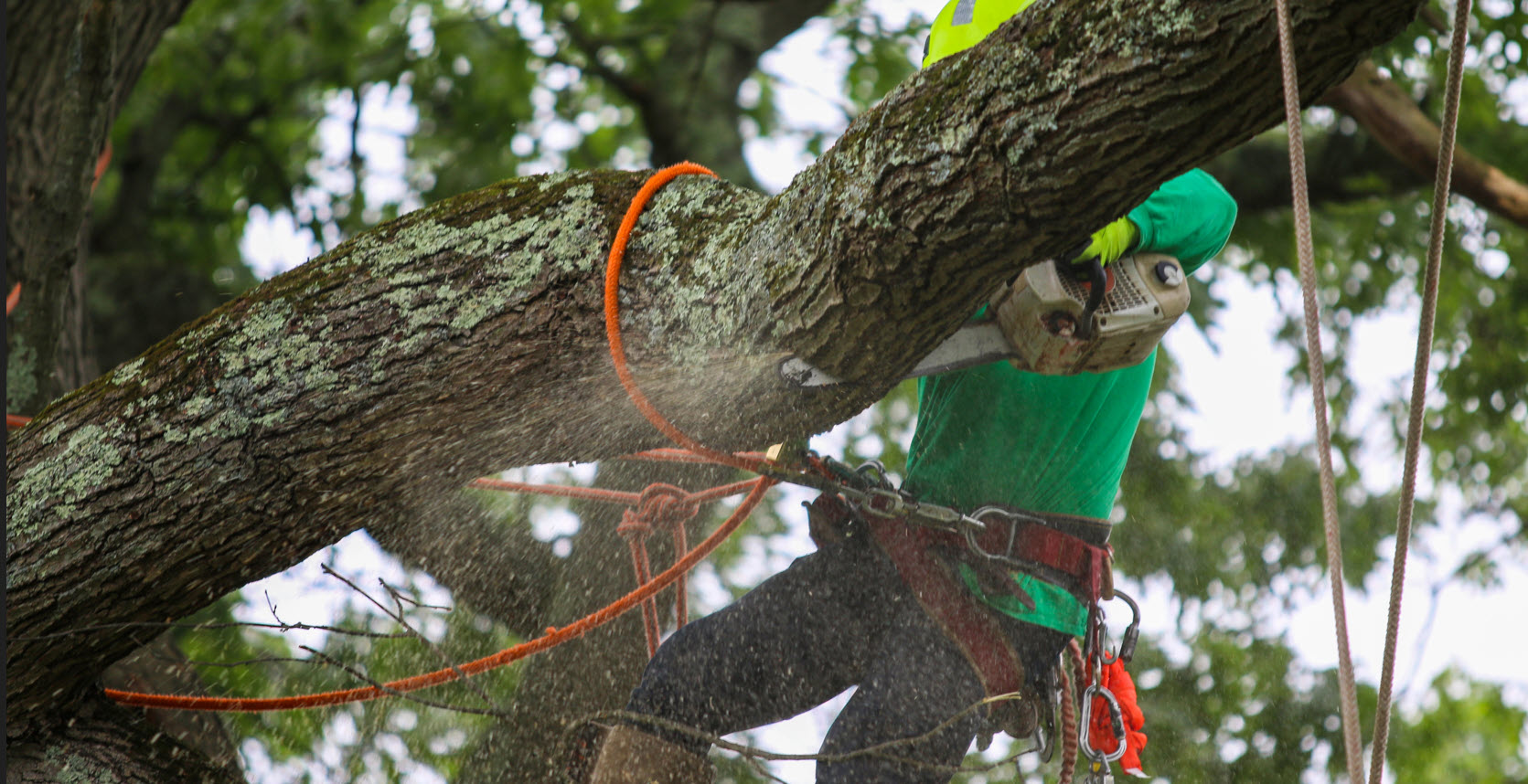 Tree Service | Tree Removal & Stump Grinding | M&M Tree Service